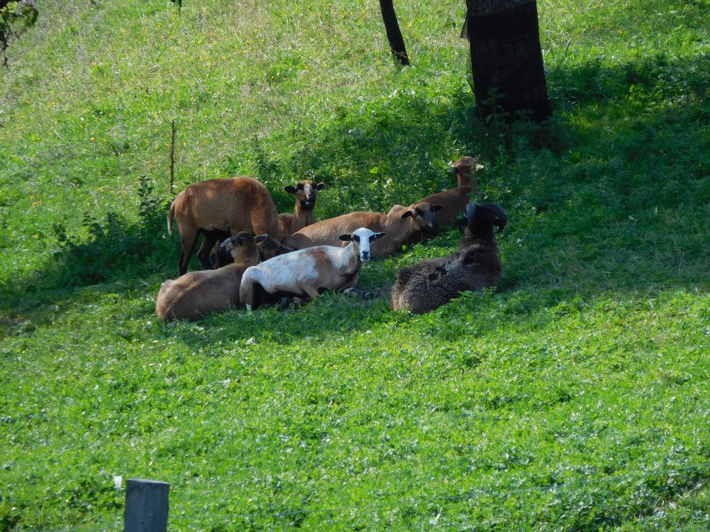Urlaub Am Bauernhof Blamauer Koehr Goestling an der Ybbs Exterior photo